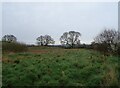 Grazing off Tarporley Road