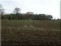 Newly planted crop and woodland near Rode Street Farm