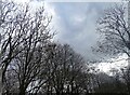 Rookery at Stoney Heap