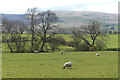 Pasture, Mungrisdale