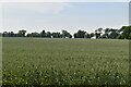 TR3869 : Wheat field by N Chadwick