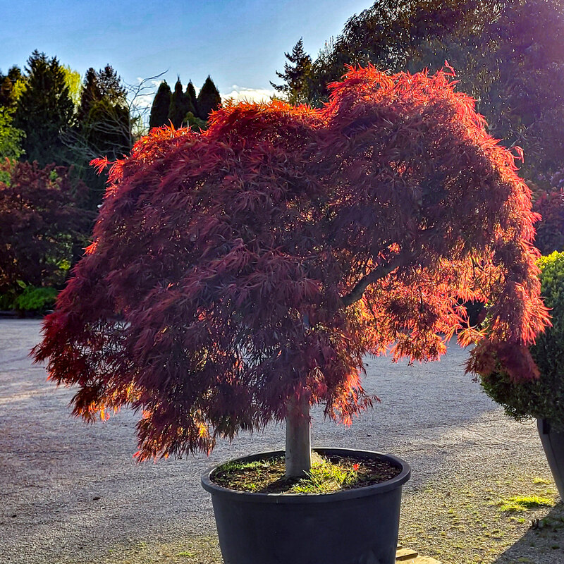 Acer palmatum dissectum 'Garnet' © Jonathan Billinger :: Geograph ...