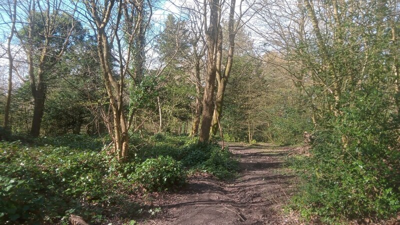 Kirknewton Wood © Ian Dodds :: Geograph Britain and Ireland