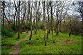 Circular path in Findon Wood