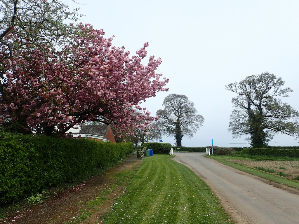 Cherry blossom at Swanland © Marathon :: Geograph Britain and Ireland