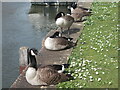 Canada geese by a scenic stretch of the River Thames at Maidenhead