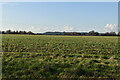 Sugar beet, Romney Marsh