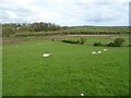 Sheep grazing, Gwalchmai