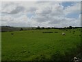 SH4174 : Sheep grazing, Graiglas by JThomas