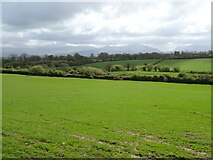  : Grassland towards the North Wales Coast Line by JThomas