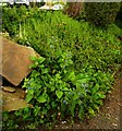 Alkanet plants at the entrance to the clinic car park, Brighouse