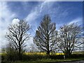 Three Trees beside a Rape Field at Scremerston