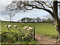 Sheep at Ynys-Toddeb Farm