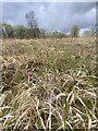 Lousewort in a grassy meadow