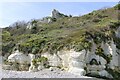 Maritime cliff slope vegetation, Eastbourne, East Sussex