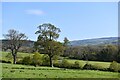 Selworthy: Looking towards the Great Wood