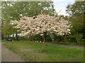 Tree in blossom, Dugdale Hill Lane, Potters Bar