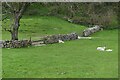 Sheep below Westhill Wood