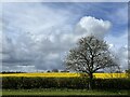 One Tree beside a Field of Rape at Scremerston