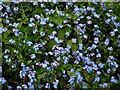 Forget-me-nots (Myosotis genus), Cholesbury