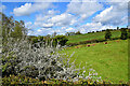 Blackthorn plants, Cloy