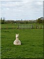 Field Gate Guardian: The Watchful Alpaca