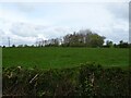 Grazing off Sarn Lane