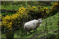 Sheep on a sloping field, Cashel