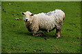 Sheep on its hunkers, Cashel