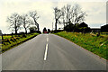 Trees along Greencastle Road