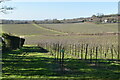 Hillside of orchards