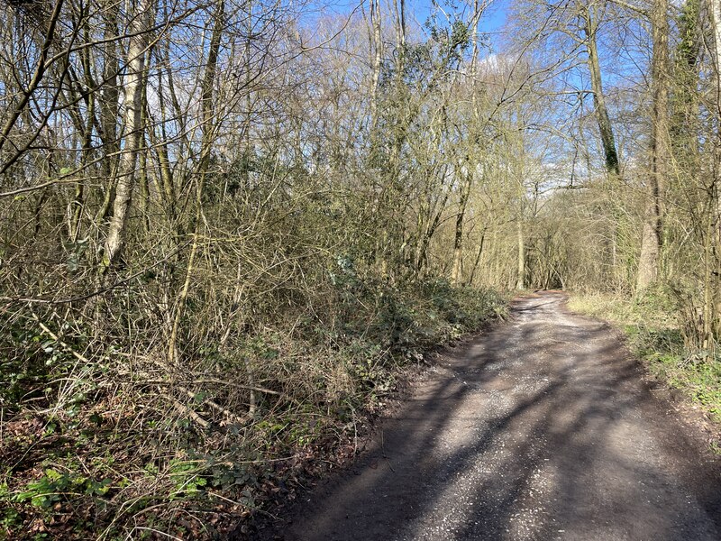 Private track through Smallhill Clump © Mr Ignavy :: Geograph Britain ...