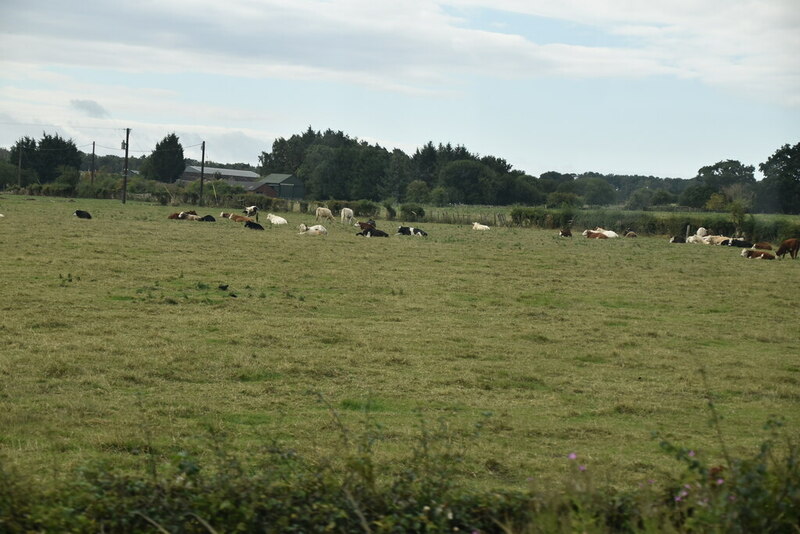 Cattle grazing © N Chadwick :: Geograph Britain and Ireland