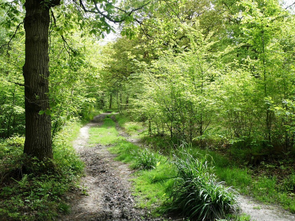 East Blean Woods, Hicks Forstal © pam fray :: Geograph Britain and Ireland