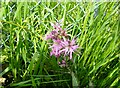 Ragged robin by the railway, near Chilham