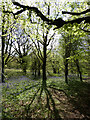 Bluebells and shadows in Coed-y-wenallt