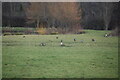 Geese in a field