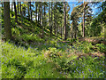 Carse Wood paths