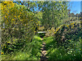 Carse Wood paths