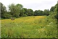 Meadow above Merlin