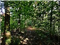 Path and woodland alongside the A442 Queensway