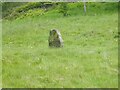 Isolated stone in field