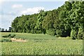 Belt of trees around Morden Grange Farm