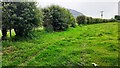 Grass field bounded by hawthorn hedge on SE side of Winding Gate