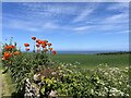 Red Poppies on the old Wall at Birnieknowes