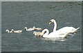 Caerhays Castle - Swans with cygnets