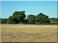 Field west of Cherry Tree Lane