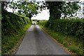 Trees along Merchantstown Road