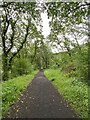 Cycle track through woodland