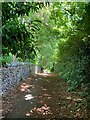 Path on Hunger Hill